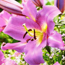 Цибулини лілії Лавандова Лілу