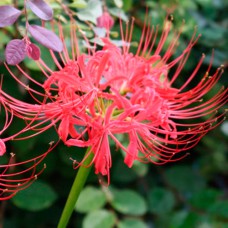 Цибулини лілії Лікорис