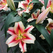 Цибулини лілії Олімпійський Факел