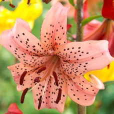 Цибулини лілії Пінк Джайант