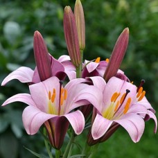 Цибулини лілії Пінк Планет