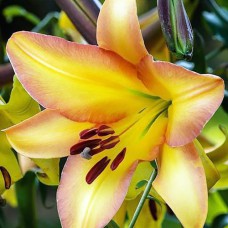 Цибулини лілії Східний Місяць