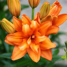 Цибулини лілії Регент'с Парк