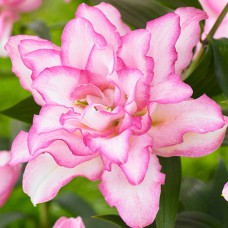 Цибулини лілії Трояндова Анушка