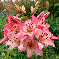 Цибулини лілії Мрія Розелли