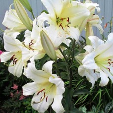 Цибулини лілії Тісенто