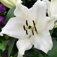 Цибулини лілії Біла Вілла