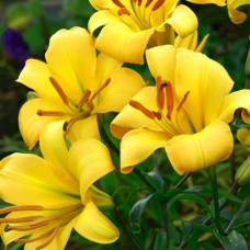 Цибулини лілії Жовта Планета