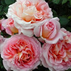 Саджанці англійських піоноподібних троянд Абрахам Дербі (привитий)