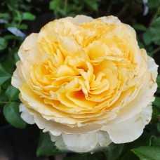 Саджанці англійських піоноподібних троянд Беатріс (привитий)