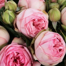 Саджанці англійських піоноподібних троянд Брайдал Піано (привитий)