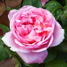 Саджанці англійських піоноподібних троянд Бразе Кадфаель (привитий)