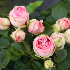 Саджанці англійських піоноподібних троянд Чармінг Піано (привитий)