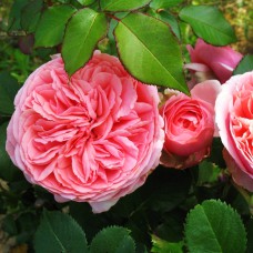 Саджанці англійських піоноподібних троянд Чіп і Дейл (привитий)