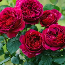 Саджанці англійських піоноподібних троянд Фальстаф (привитий)