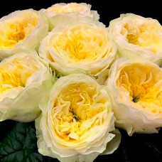 Саджанці англійських піоноподібних троянд Гайд Парк (привитий)