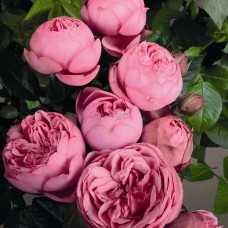 Саджанці англійських піоноподібних троянд Хепі Піано (привитий)