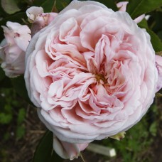 Саджанці англійських піоноподібних троянд Клерк Роуз (привитий)