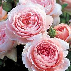 Саджанці англійських піоноподібних троянд Королева Швеції (привитий)