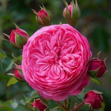 Саджанці англійських піоноподібних троянд Леонардо да Вінчі (привитий)