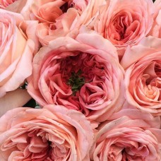 Саджанці англійських піоноподібних троянд Лондон Ай (привитий)