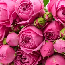 Саджанці англійських піоноподібних троянд Місті Баблс (привитий)