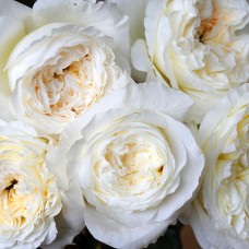 Саджанці англійських піоноподібних троянд Пейшенс (привитий)