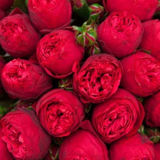 Саджанці англійських піоноподібних троянд Піано (привитий)