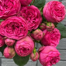 Саджанці англійських піоноподібних троянд Пінк Піано (привитий)