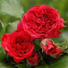 Саджанці англійських піоноподібних троянд Ред Леонардо Да Вінчі (привитий)