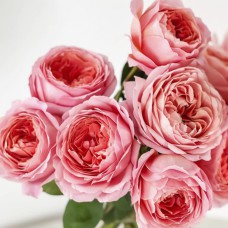 Саджанці англійських піоноподібних троянд Романтик Антик (привитий)
