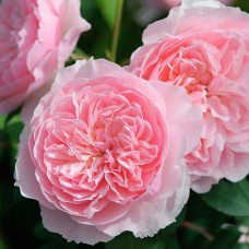 Саджанці англійських піоноподібних троянд Візлі (привитий)