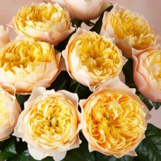 Саджанці англійських піоноподібних троянд Вулканіка (привитий)