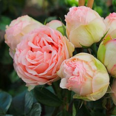 Саджанці бордюрних троянд Чармінг Піано (привитий)