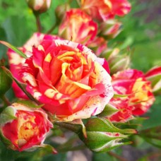 Саджанці бордюрних троянд Файєр Флеш (привитий)