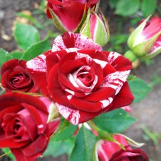 Саджанці бордюрних троянд Флеш Найт (привитий)