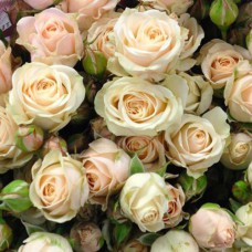 Саджанці бордюрних троянд Яна (привитий)