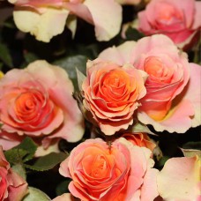 Саджанці бордюрних троянд Ізіс (привитий)