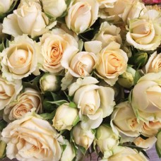 Саджанці бордюрних троянд Крем Грація (привитий)