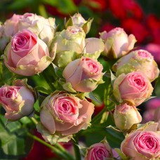 Саджанці бордюрних троянд Міні Еден (привитий)