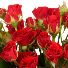 Саджанці бордюрних троянд Мирабель (привитий)