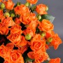 Саджанці бордюрних троянд Оранж Бебі (привитий)