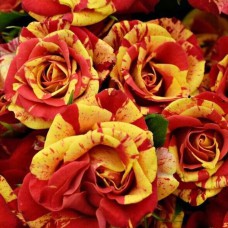 Саджанці бордюрних троянд Оранж Флеш (привитий)