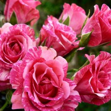 Саджанці бордюрних троянд Пінк Флеш (привитий)