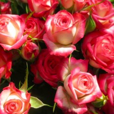 Саджанці бордюрних троянд Сафіна (привитий)