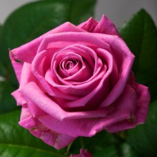 Саджанці чайно-гібридних троянд Аква (привитий)