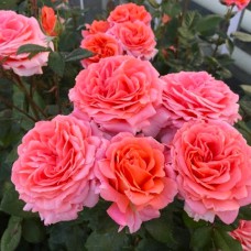 Саджанці чайно-гібридних троянд Амур де Молен (привитий)