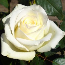 Саджанці чайно-гібридних троянд Анастасія (привитий)