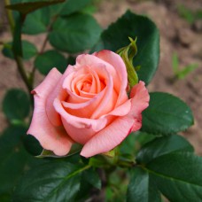 Саджанці чайно-гібридних троянд Ангажемент (привитий)