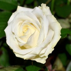 Саджанці чайно-гібридних троянд Аваланж (привитий)